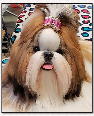 Sarjans best sale shih tzu